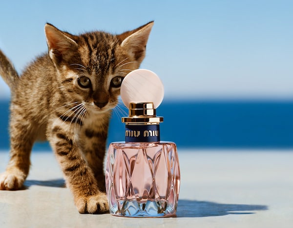 ミュウミュウ ロー ロゼ Miu Miu